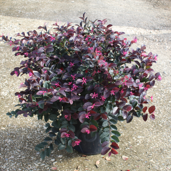 Loropétale de chine 'Ever red'