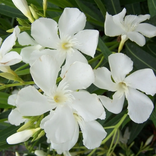 Laurier rose 'soeur Agnés'