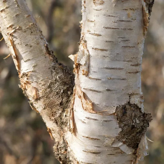 Bouleau verruqueux 'Karaca' (Betula pendula) — gros plan sur écorce claire qui s’exfolie · Photo d'illustration