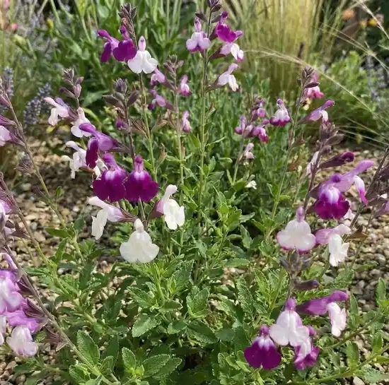 Sauge 'Amethyst lips'