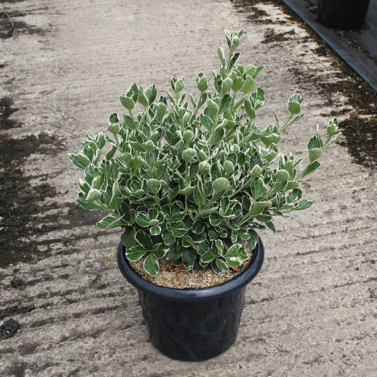 Fusain du japon 'Bravo'