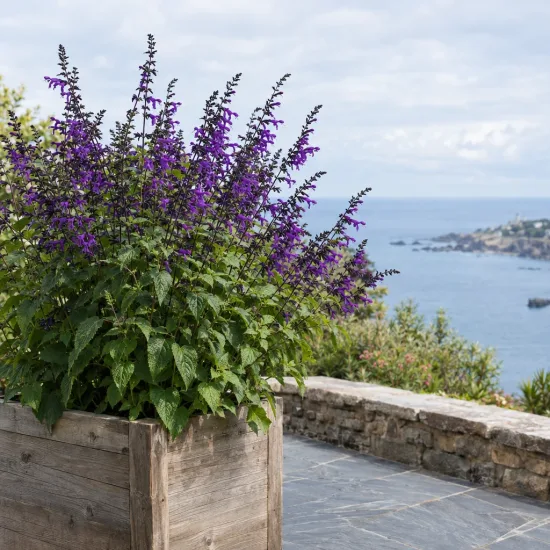 Sauge 'Amistad' (Salvia) — grand massif fleuri en bac bois sur terrasse · Photo d'illustration