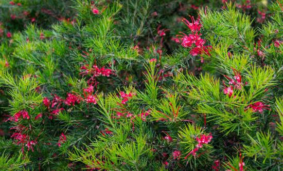 Grevillea 'New blood'