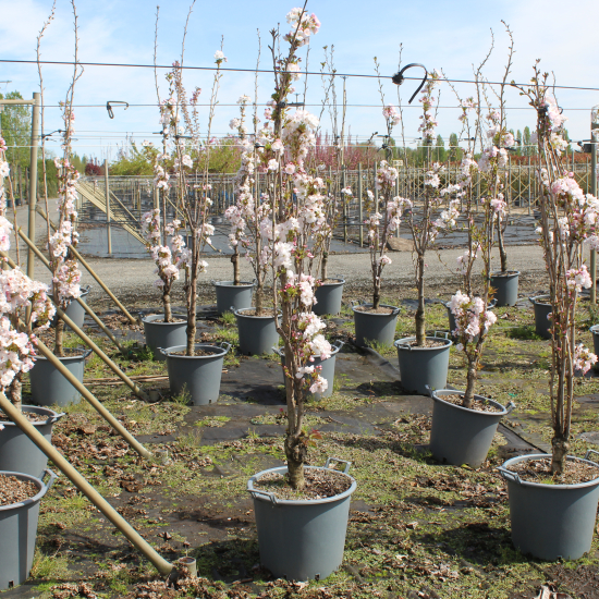 Cerisier du japon 'Amanogawa'