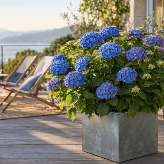 Hortensia 'Bodensee bleu' (Hydrangea macrophylla) — arbuste fleuri en pot sur terrasse en bois · Photo d'illustration