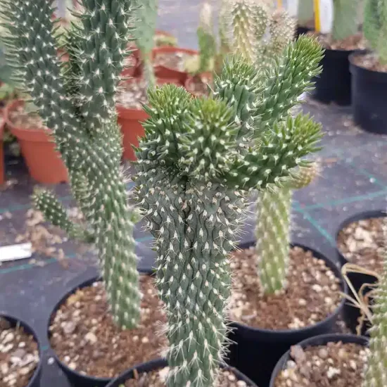 Figuier de barbarie 'Cristata' (Opuntia fulgida) — cactus ramifié épineux en pot de pépinière