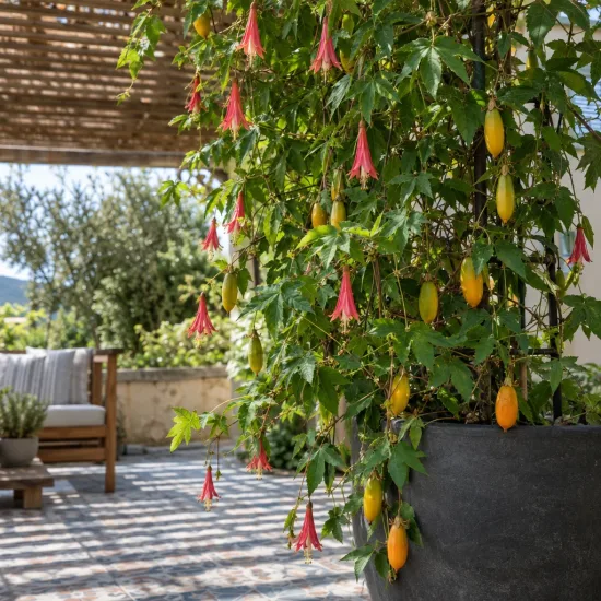 Plante grimpante (Passiflora antioquiensis) — liane fleurie en pot sur terrasse ensoleillée · Photo d'illustration
