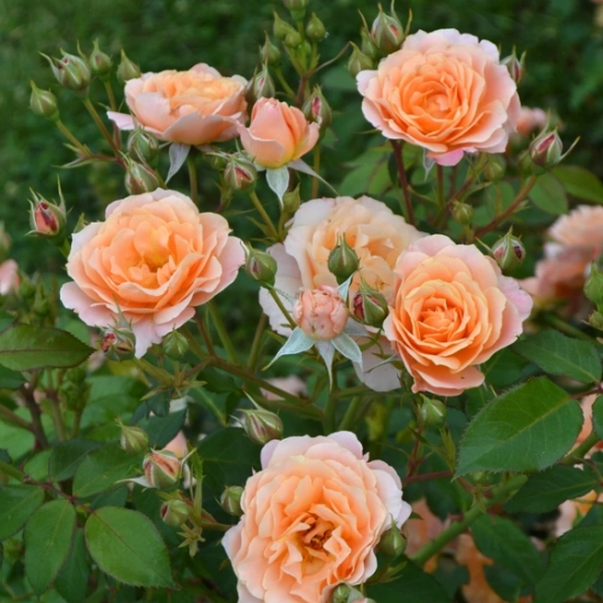 Rosier 'Bordure abricot'