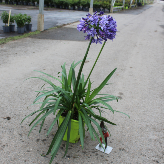 Agapanthe 'Poppin star'