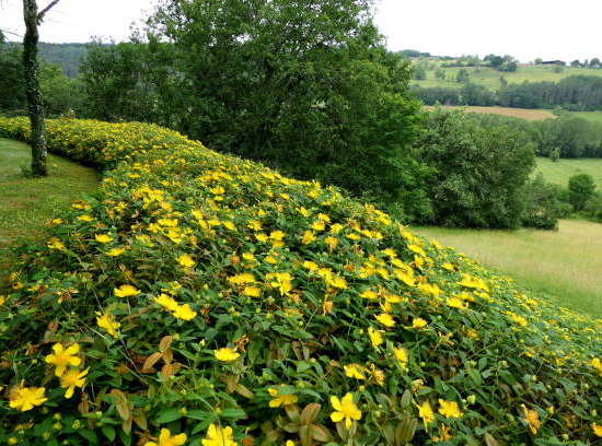 Millepertuis de hooker 'Hidcote'