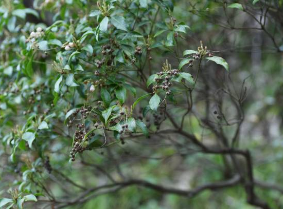 Micocoulier de provence