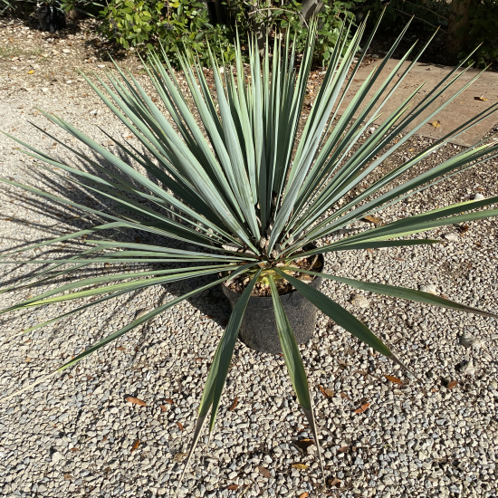 Yucca 'French flag'