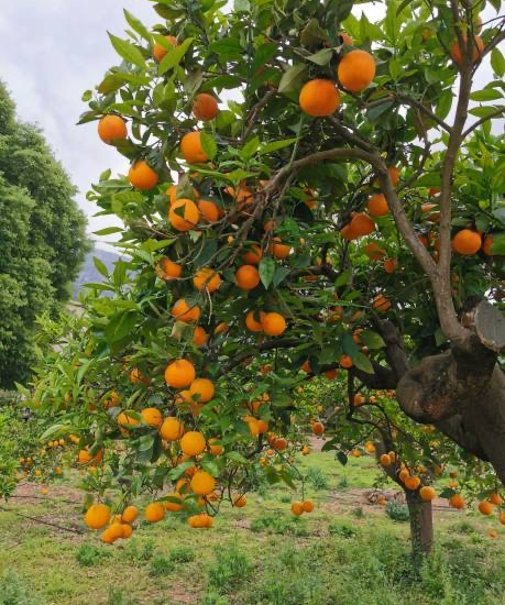 Citrus sinensis