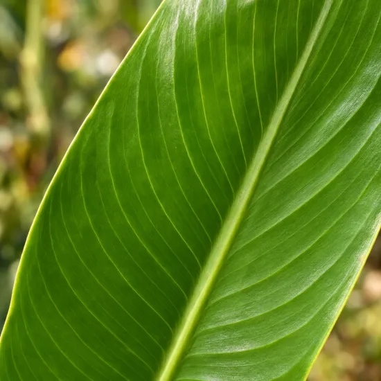 Canna — gros plan sur une grande feuille nervurée · Photo d'illustration