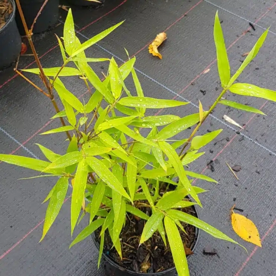 Bambou moyen, Bambou à chaumes verts