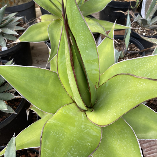 Agave  chazaroi rancho