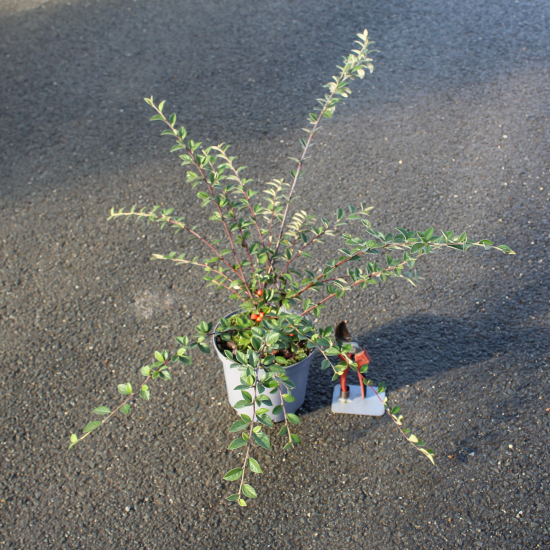Cotonéaster de Franchet ou Cotonéastre de Franchet