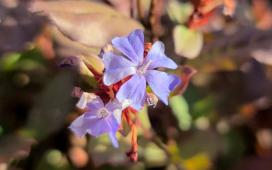 Plumbago de chine