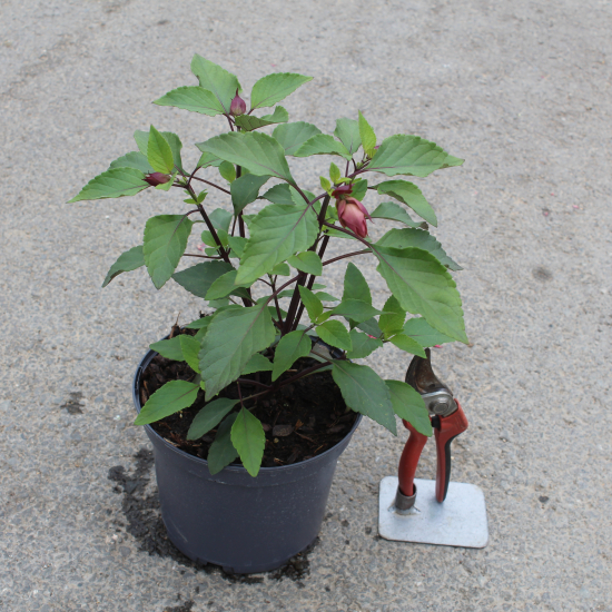 Sauge 'Wendy s wish'