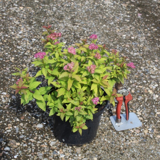 Spirée à floraison rouge 'Goldflame'