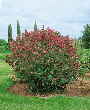 Escallonia 'Pride of donard'