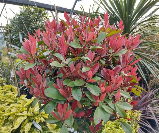 Photinia 'Magical volcano'
