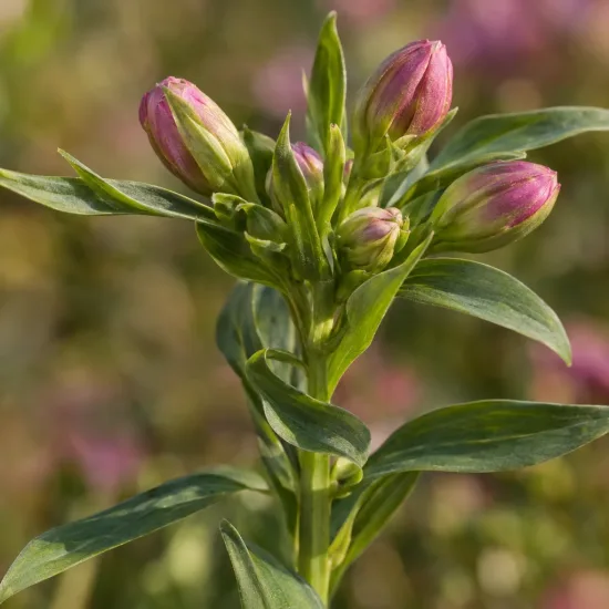 Alstrœmères (Alstroemeria) — tiges dressées avec boutons floraux rosés · Photo d'illustration