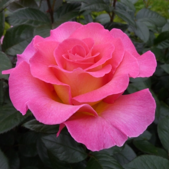 Rosier 'Pink paradise '