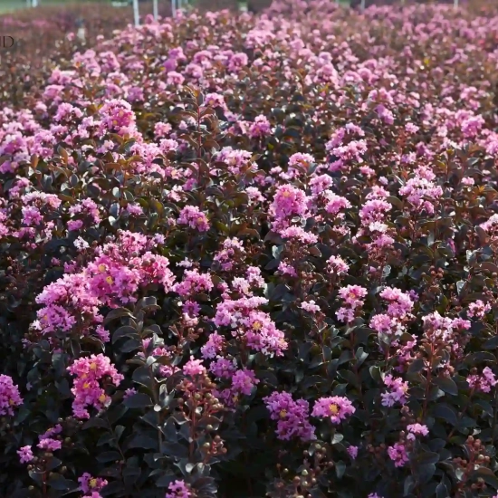 Lilas des indes 'Lavender lace'