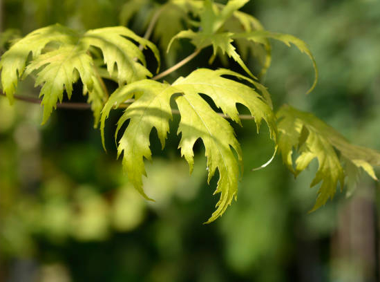Érable argenté 'Laciniatum wieri'
