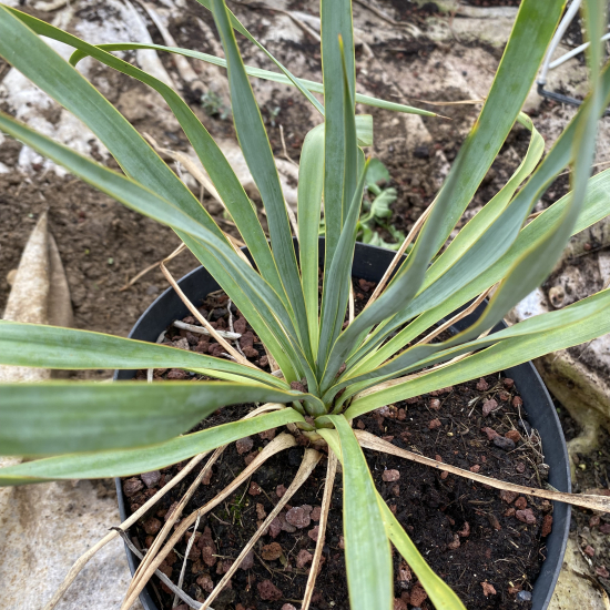 Yucca 'French flag'