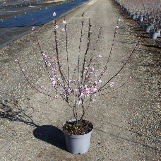 Prunier à fleurs