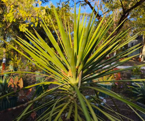 Cordyline australienne ou Dragonnier à 2 troncs