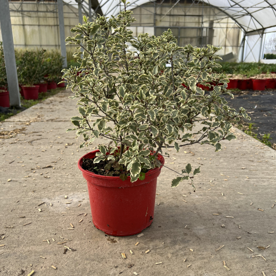 Pittospore 'Variegatum'