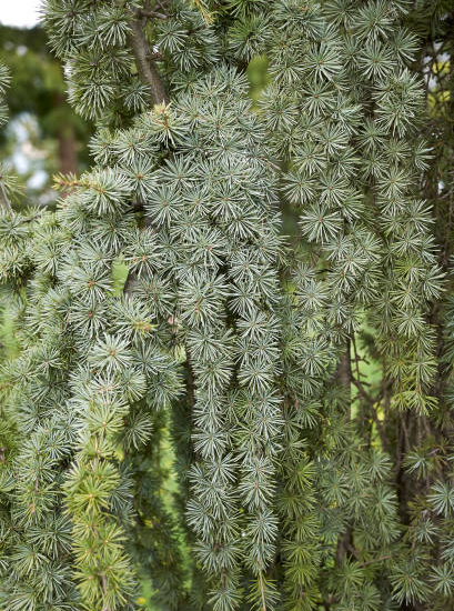Cèdre pleureur bleu de l'atlas 'Glauca pendula'