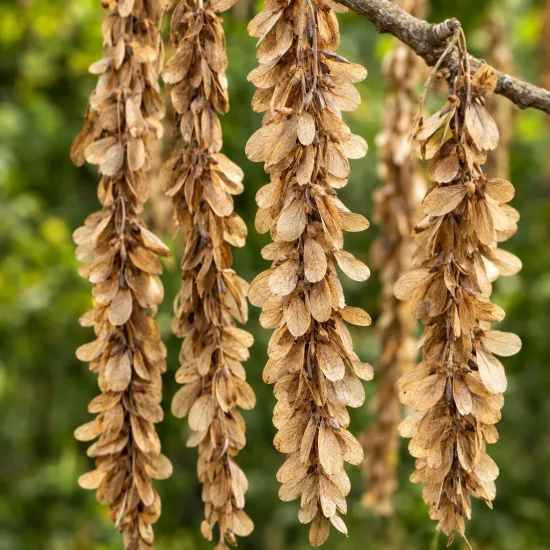 Ptérocaryer de chine (Pterocarya stenoptera)