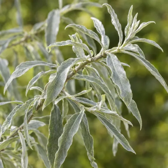 Poirier à feuilles de saule 'Pendula' (Pyrus salicifolia) — rameau avec long feuillage étroit et argenté · Photo d'illustration