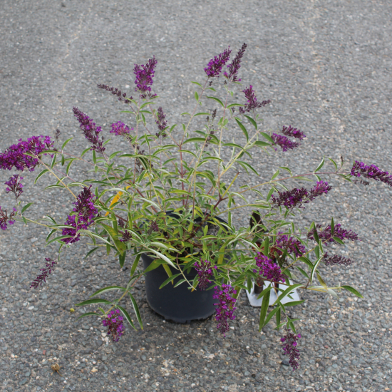 Arbre aux papillons 'rouge mauve'