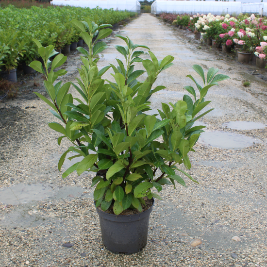 Laurier palme 'Rotundifolia'