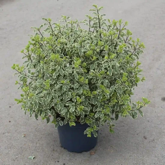 Pittospore 'Variegatum' (Pittosporum tenuifolium) — arbuste dense au feuillage panaché en pot · Pot 7.5L
