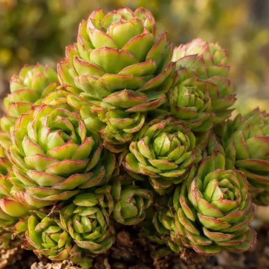 Succulente 'Surreal diamond' (Semponium) — rosettes charnues vertes bordées de rouge, gros plan · Photo d'illustration