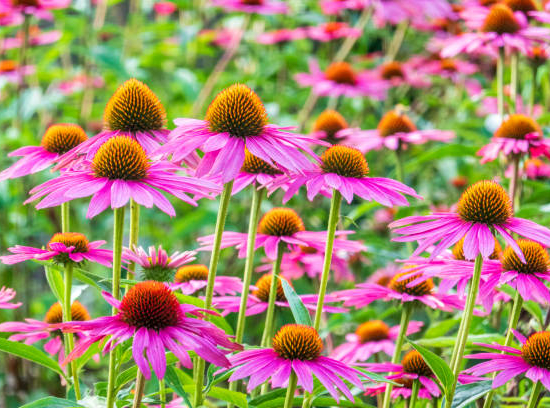 rudbeckia pourpre