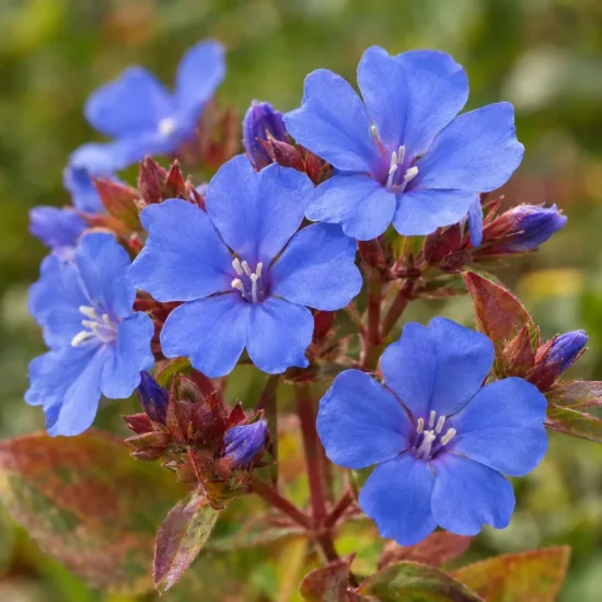 Plumbago de chine 'Plumbaginoides' (Ceratostigma) — fleurs bleues ouvertes avec boutons rouges · Photo d'illustration