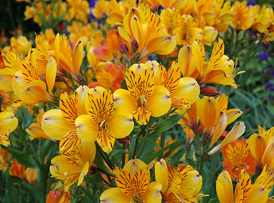 Alstroemeria 'Summer breeze'