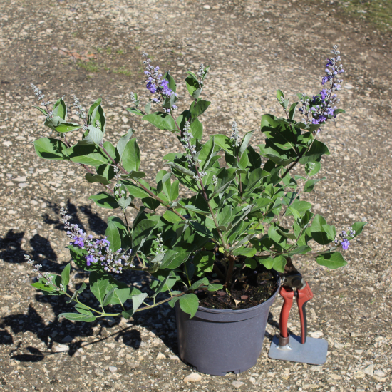 Arbre au poivre 'Blue daniel searle'