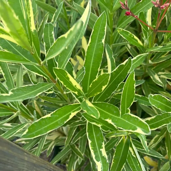 Laurier rose splendens variegata (Nerium oleander) — feuillage dense vert bordé de jaune crème