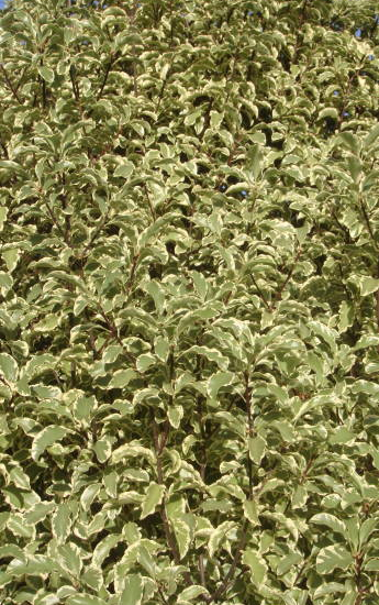 Pittospore 'Variegatum'