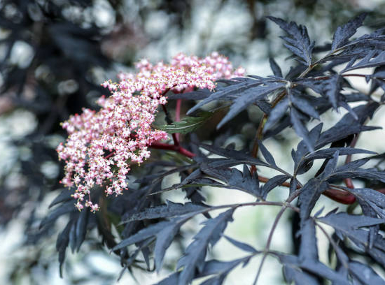 Sureau noir 'Black lace'