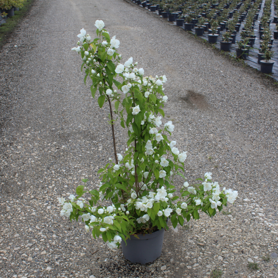 Seringat 'Mrs el robinson'