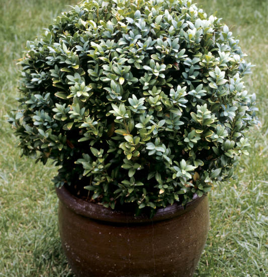 Pittospore 'Silver ball'